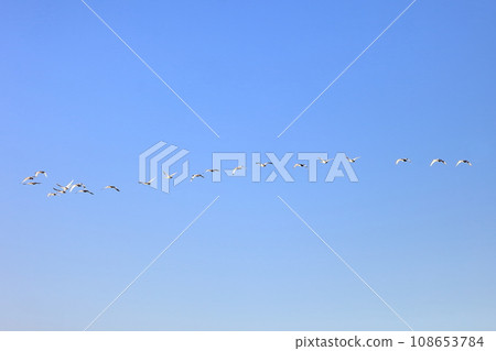 A flying swan 108653784