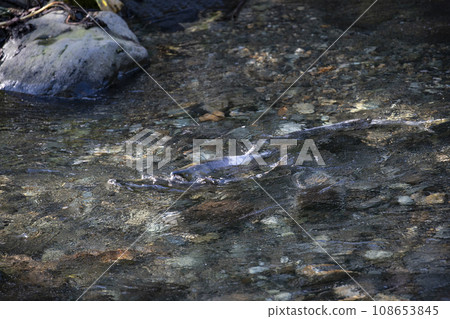 鮭魚逆流而上產卵 108653845