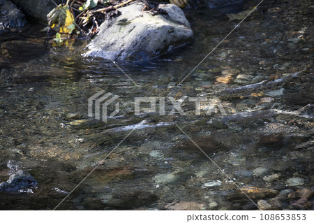 Salmon swimming upstream to spawn Salmon swimming upstream to spawn 108653853