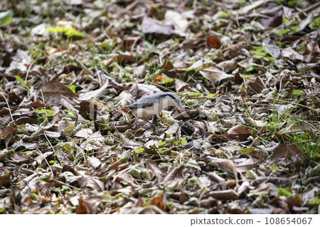 Autumn leaves and chickadees 108654067