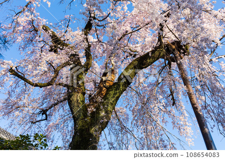 Spring in Kawagoe, Little Edo - famous cherry blossom viewing spot Nakain 108654083
