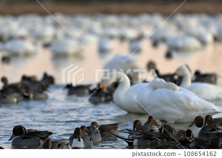 Swan and duck (Inzai City, Chiba Prefecture) Swan and duck (Inzai City, Chiba Prefecture) 108654162