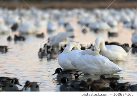 Swan and duck (Inzai City, Chiba Prefecture) 108654163