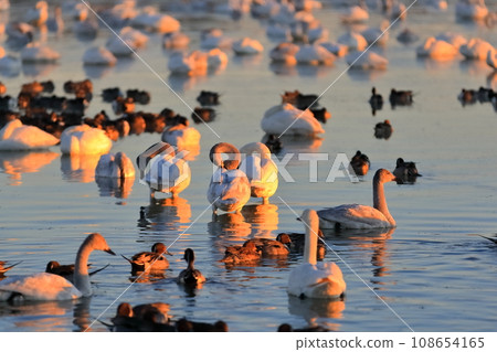 Swan and duck (Inzai City, Chiba Prefecture) Swan and duck (Inzai City, Chiba Prefecture) 108654165