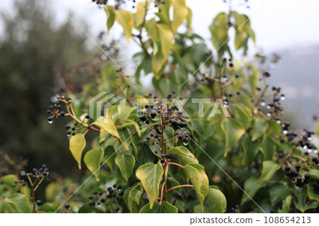 Trees growing strong with raindrops falling on them 108654213