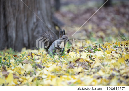 Squirrel in the forest with autumn leaves Squirrel in the forest with autumn leaves 108654271