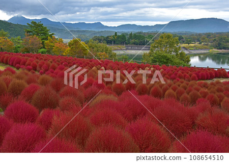大分縣 Ruru 公園 紅地膚草 108654510