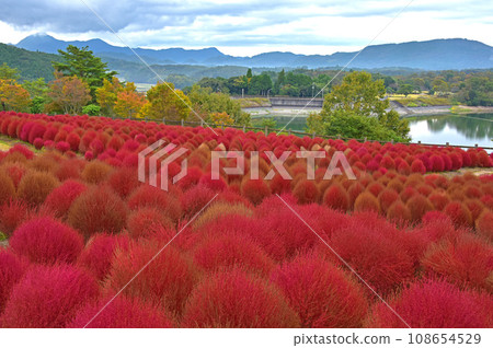 Oita Prefecture Ruru Park Red Kochia 108654529