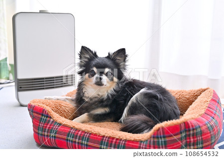Chihuahua relaxing on a dog bed and warmed by a ceramic heater 108654532