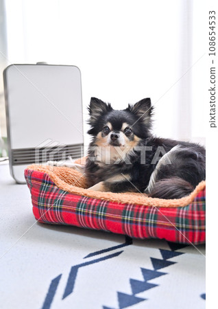 Chihuahua relaxing on a dog bed and warmed by a ceramic heater Chihuahua relaxing on a dog bed and warmed by a ceramic heater 108654533