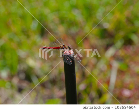 棲息在柱子上的 Odonatidae Aciacane ♂ 棲息在柱子上的 Odonatidae Aciacane ♂ 108654604