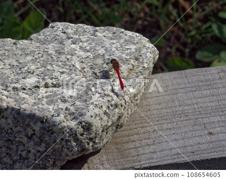 Odonata Achiacane 棲息在石頭上♂ Odonata Achiacane 棲息在石頭上♂ 108654605