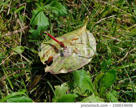 Odonataceae perched on a dry leaf♂ 108654606