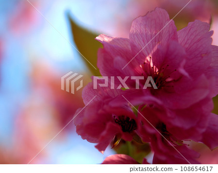 Cherry blossoms that bloomed in April ``Beniyutaka'' 108654617