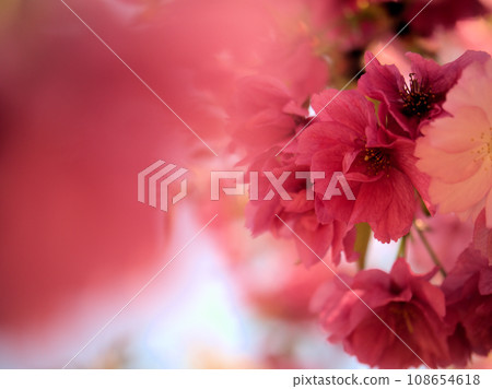 Cherry blossoms that bloomed in April ``Beniyutaka'' 108654618