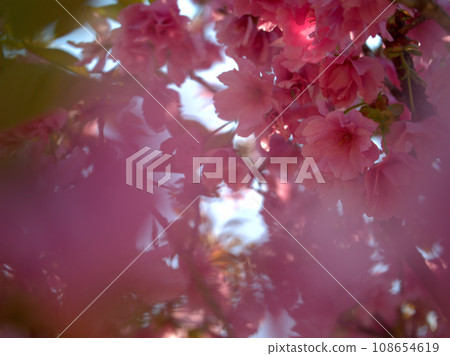 Cherry blossoms that bloomed in April ``Beniyutaka'' 108654619