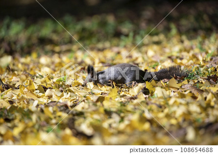 Squirrel in the forest with autumn leaves 108654688