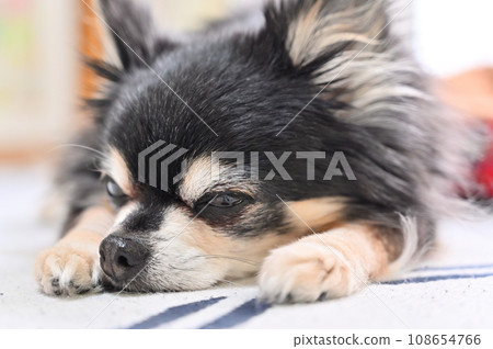 Close-up of a sleeping senior Chihuahua's face 108654766