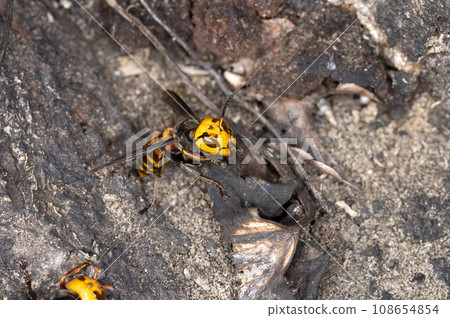 Wheatstone 108654854