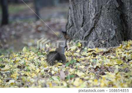 Squirrel in the forest with autumn leaves Squirrel in the forest with autumn leaves 108654855