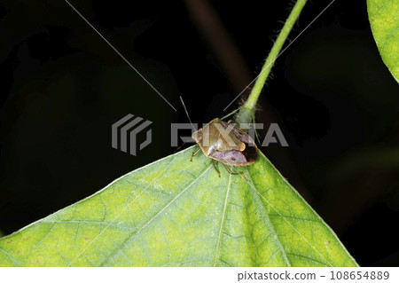 Chabanus blue bug 108654889