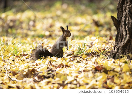 Squirrel in the forest with autumn leaves Squirrel in the forest with autumn leaves 108654915
