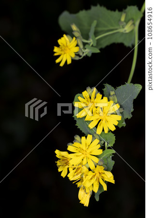 Yakushi So 108654916