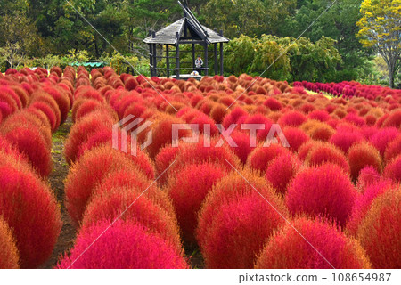 Oita Prefecture Ruru Park Red Kochia Oita Prefecture Ruru Park Red Kochia 108654987