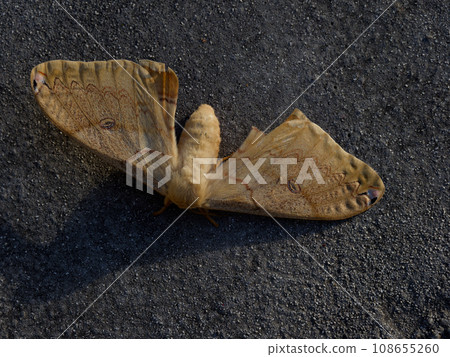 large moth 108655260