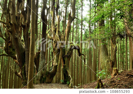 吉村家遺址(小邊地)防風林中的老杉【奈良縣十津川村】 吉村家遺址(小邊地)防風林中的老杉【奈良縣十津川村】 108655293