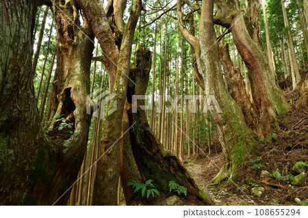 Old cedar in the windbreak forest of the Yoshimura family ruins (Koheji) [Totsukawa Village, Nara Prefecture] 108655294