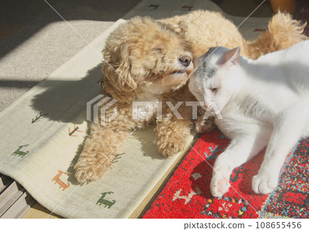 狗和貓曬太陽 108655456