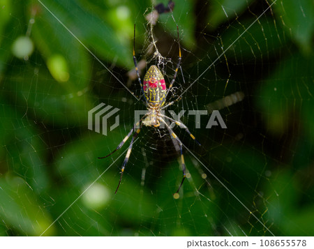 A spider of the Nephilidae family that spreads a circular net♀ 108655578