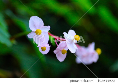 The pink flowers of the shuukaido color the satoyama of Yuzu no Sato Moroyama Town from July to October. 108655628
