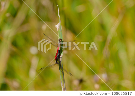 Dragonflies mating in wetlands Dragonflies mating in wetlands 108655817