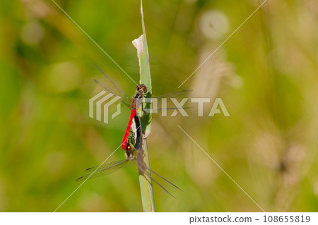 Dragonflies mating in wetlands Dragonflies mating in wetlands 108655819