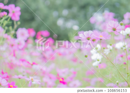 粉紅色和白色波斯菊的風景[夏季][秋季] 108656153