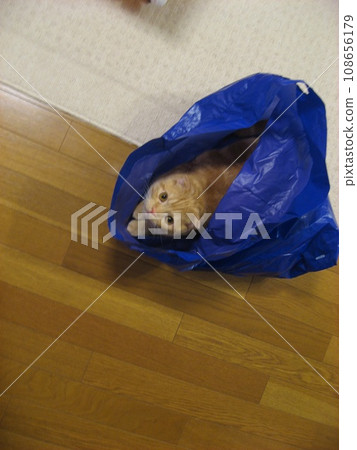 Cat entering the bag 108656179