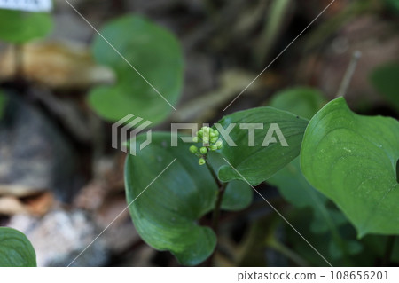 flower buds of maizurusou flower buds of maizurusou 108656201