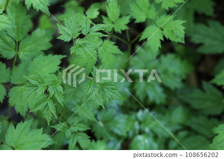 Sarashima Shoma leaves Sarashima Shoma leaves 108656202