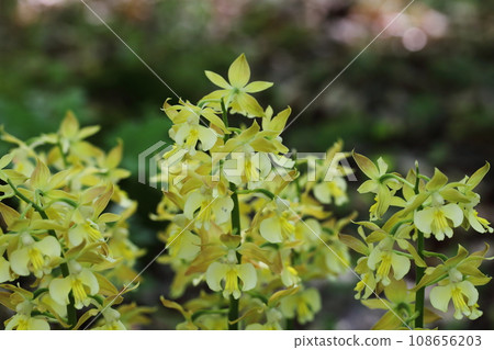 Yellow flowers of Ebine orchid 108656203