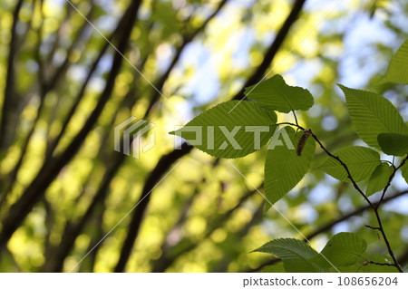 Young leaves of Sawashiba Young leaves of Sawashiba 108656204