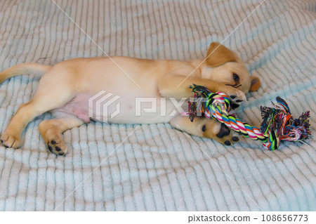 Labrador retriever puppy playing with colorful rope toy 108656773