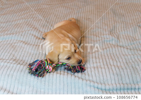 Labrador retriever puppy playing with colorful rope toy 108656774