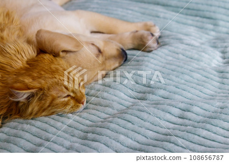 Small cute labrador retriever puppy dog and young cat on a bed. Friendship of pets 108656787