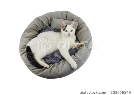 White cat lying in comfortable pet bed isolated on white background White cat lying in comfortable pet bed isolated on white background 108656849