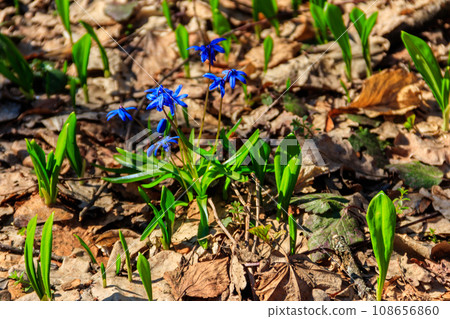 Blue scilla flower (Scilla bifolia) or Squill in forest on spring Blue scilla flower (Scilla bifolia) or Squill in forest on spring 108656860