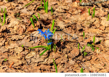 Blue scilla flower (Scilla bifolia) or Squill in forest on spring Blue scilla flower (Scilla bifolia) or Squill in forest on spring 108656861