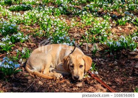 Portrait of labrador retriever puppy surrounded by white snowdrops flowers (Galanthus nivalis) in spring forest 108656865