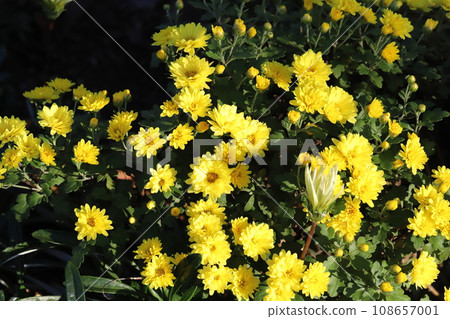 Yellow spray giku flowers blooming in the autumn garden Yellow spray giku flowers blooming in the autumn garden 108657001